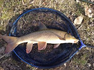 Barbel