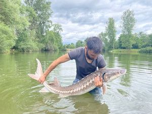 Sturgeon