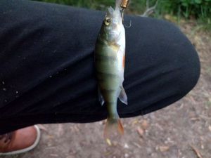 European Perch