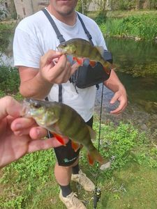 European Perch