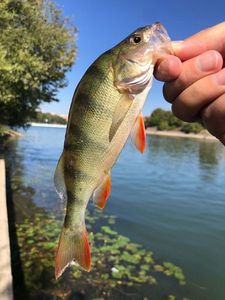 European Perch
