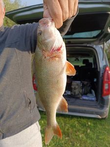 European Perch