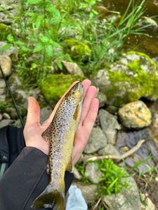 Brown Trout
