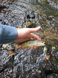 Brown Trout