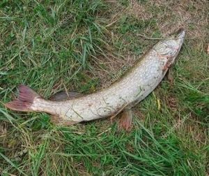 Northern Pike