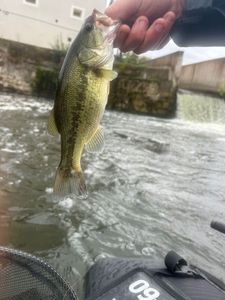 Largemouth Bass