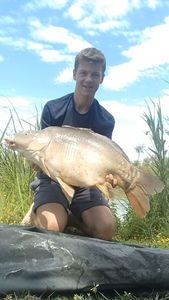 Mirror Carp