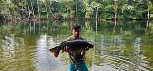 Mirror Carp