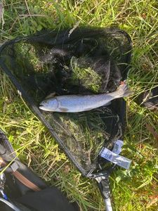 Rainbow Trout