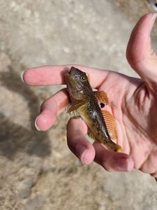 Monkey Goby