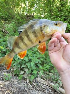 European Perch