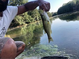 Largemouth Bass