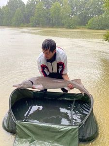Sturgeon