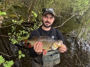 European Perch
