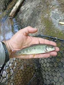 Brown Trout