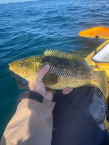 Ballan Wrasse