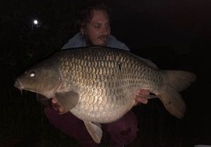 Common Carp