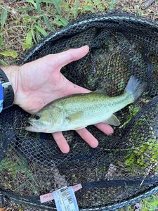 Largemouth Bass