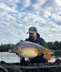 Mirror Carp