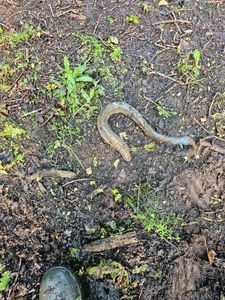 European Eel (Common Eel)