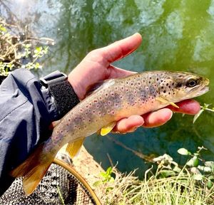 Brown Trout