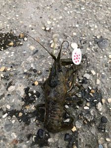 Spinycheek Crayfish