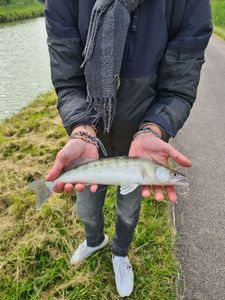 Zander