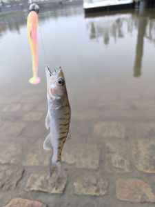 Zander