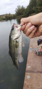 Smallmouth Bass
