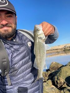 European Bass (Seabass)