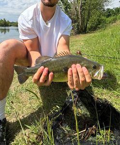 Largemouth Bass
