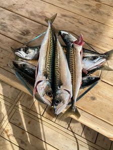 Mackerel