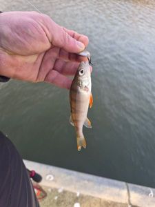 European Perch