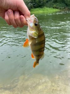 European Perch