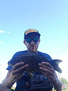 Crucian Carp