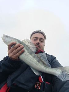 Zander