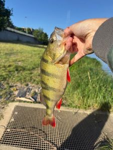 European Perch