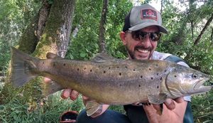 Brown Trout