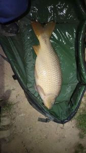 Common Carp