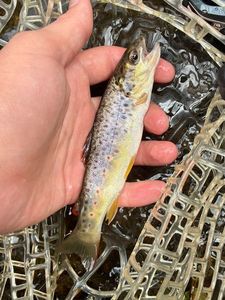 Brown Trout
