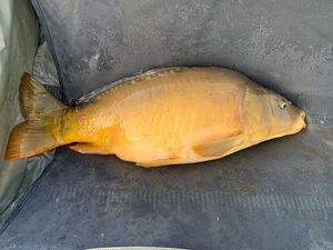 Leather Carp