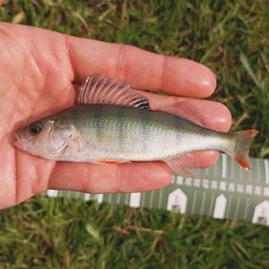 European Perch