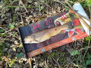 Brown Trout