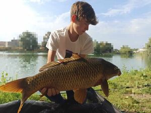 Common Carp