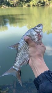 White bream