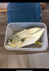 Yellow Jack