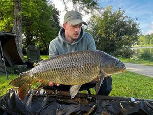 Common Carp
