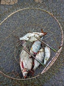 Common Bream