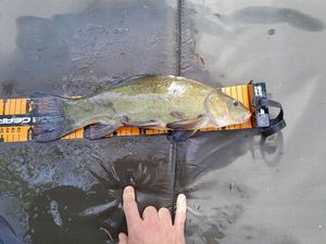 Tench