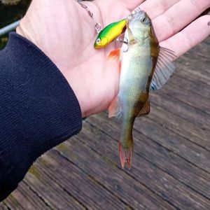 European Perch